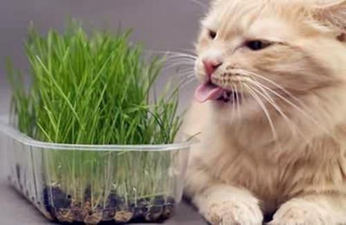 猫咪吃了猫草吐黄水,猫咪吃了猫草吐黄水吐猫粮,家里的猫今天忽然呕吐，吐黄水是为什么？严重么？