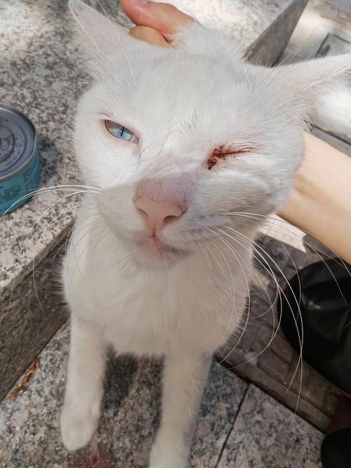 猫咪白血病,猫咪白血病症状表现,为什么流浪猫眼睛会容易发炎？