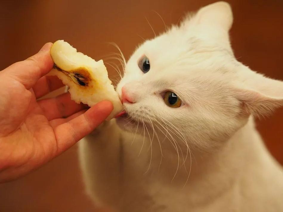 猫狗不能吃什么,猫狗不能吃什么水果,猫不能吃的食物有哪些？