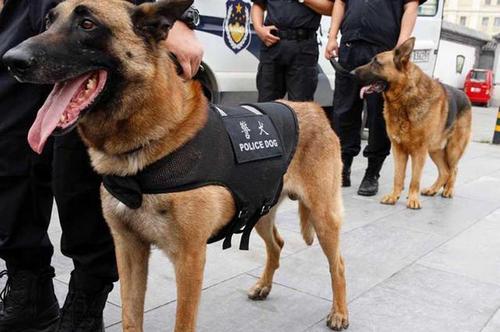 什么狗适合当警犬,什么狗适合当警犬?,马犬和德牧哪个更适合做警犬？
