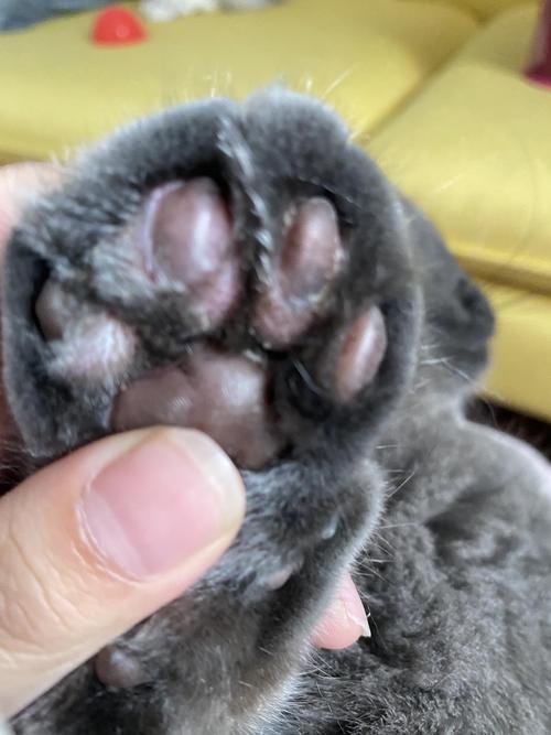 猫咪脚趾炎,猫咪脚趾炎的症状图片什么样,猫趾间炎会传染给人吗？