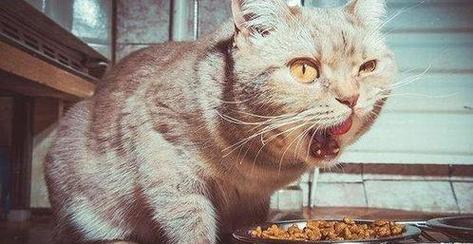 猫吃什么会中毒,猫吃什么会中毒死亡,小猫不能吃什么？