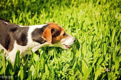 狗狗为什么会吃草,狗狗为什么会吃草的原因,狗吃草有什么预兆？