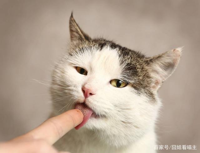 猫为什么喜欢舔手,猫为什么喜欢舔手指,猫猫喜欢舔我的手指是为什么？