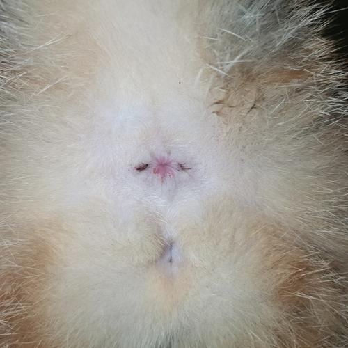 猫咪肛门腺发炎图片,猫咪肛门腺发炎图片的症状不管有没有事,小猫屁股很臭怎么办啊？