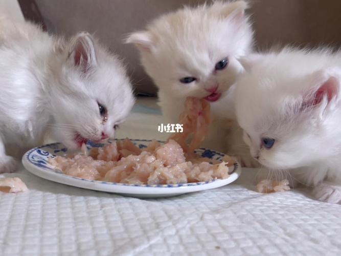 一个月的奶猫吃什么,一个月的奶猫吃什么增加营养,一个月奶猫自制食物？