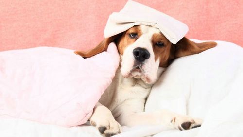 狗狗感冒是什么症状,狗狗感冒是什么症状?,狗狗发热有什么症状？