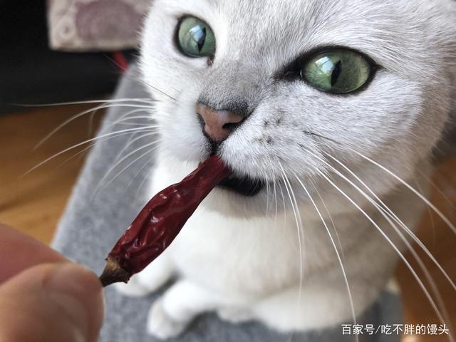 猫咪可以吃辣的东西吗,猫咪可以吃辣的东西吗为什么,猫吃辣吗？