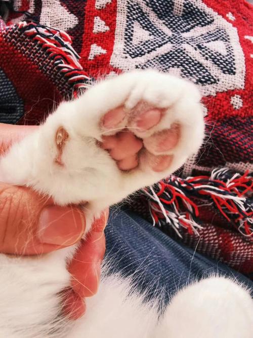 猫咪肉垫看性格图,猫咪肉垫看性格图看哪个爪子,猫猫的脚掌代表什么性格？