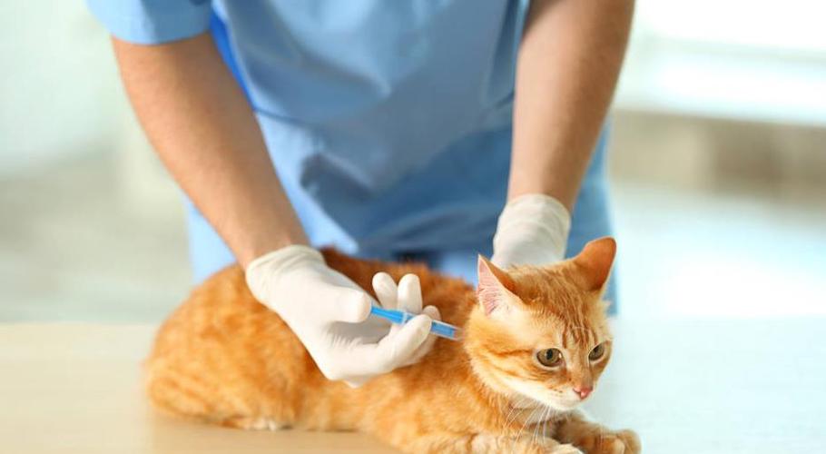 猫打疫苗要注意什么,给小猫打疫苗要注意什么,猫咪疫苗一共要打几针？