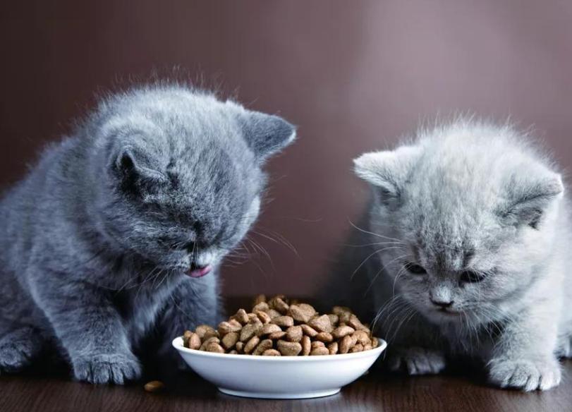 没有猫粮给猫吃什么,没有猫粮给猫吃什么代替,家里没有猫粮了，有什么常用的食物可以代替弄给猫猫吃?具体些说一下，不要讲补充钙、磷那些抽象的？