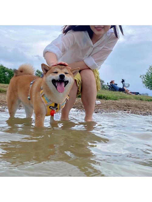 什么狗不会游泳,什么狗不会游泳呢,柴犬天生会游泳吗？