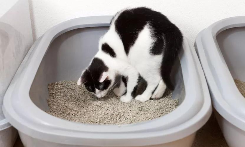 猫咪玩猫砂,猫咪玩猫砂什么原因,猫吃猫砂什么意思？