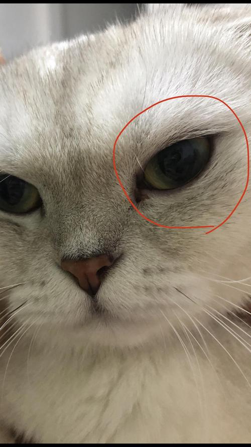 猫咪常见的眼睛疾病,猫咪常见的眼睛疾病图片,大家，小猫眼睛一只大一只小是什么情况？