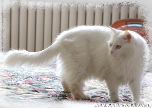 大尾巴猫是什么品种,白色大尾巴猫是什么品种,尾巴立起来的猫是什么品种？