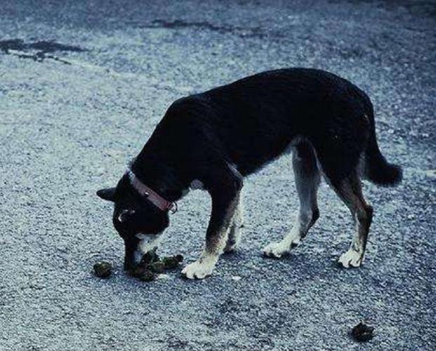 狗为什么吃粑粑,为什么狗喜欢吃人屎呢,狗为什么吃掉自己的便便？