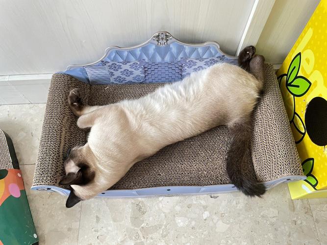 猫咪挠沙发,猫咪挠沙发如何解决,暹罗猫挠沙发怎么办？