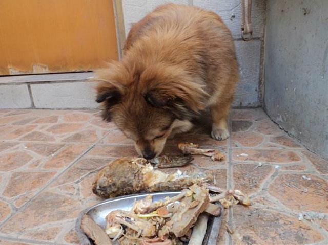 狗狗吃什么鱼好,狗狗吃什么鱼好吃,狗狗吃河鱼好吗？