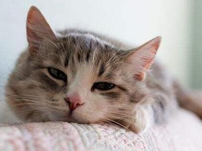 猫咪感冒了自己会好吗,猫咪感冒了自己会好吗?我们应该怎么办,听说猫咪感冒是可以自愈的，猫生病了就吃营养膏能好吗？