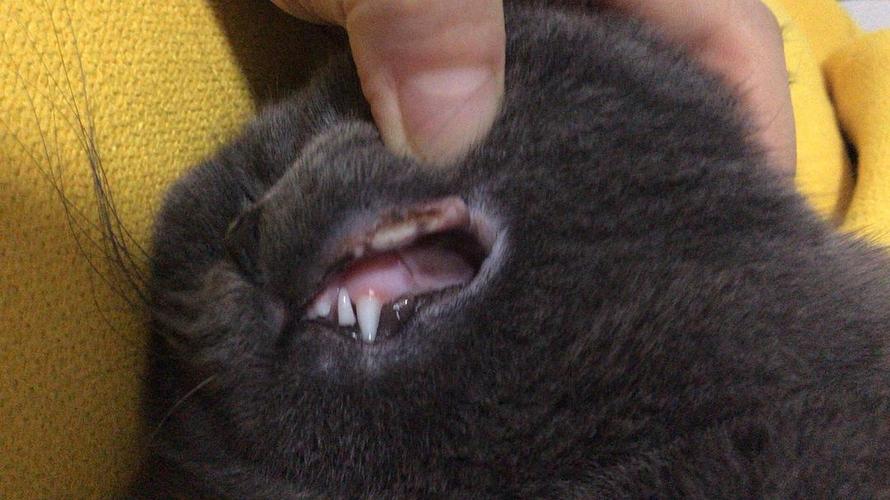 猫咪口腔上颚有块黑色,猫咪口腔上颚有块黑色的,猫猫脸上有眼屎鼻头还有点黑是猫藓吗？
