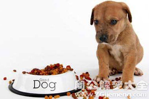 狗怀孕不能吃什么,狗怀孕不能吃什么东西,狗狗能吃奶片吗？