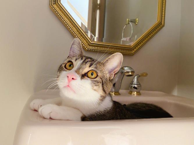 猫咪总去卫生间趴着,猫咪总去卫生间趴着睡觉,上厕所的时候猫咪总是厕所门口看趴着？