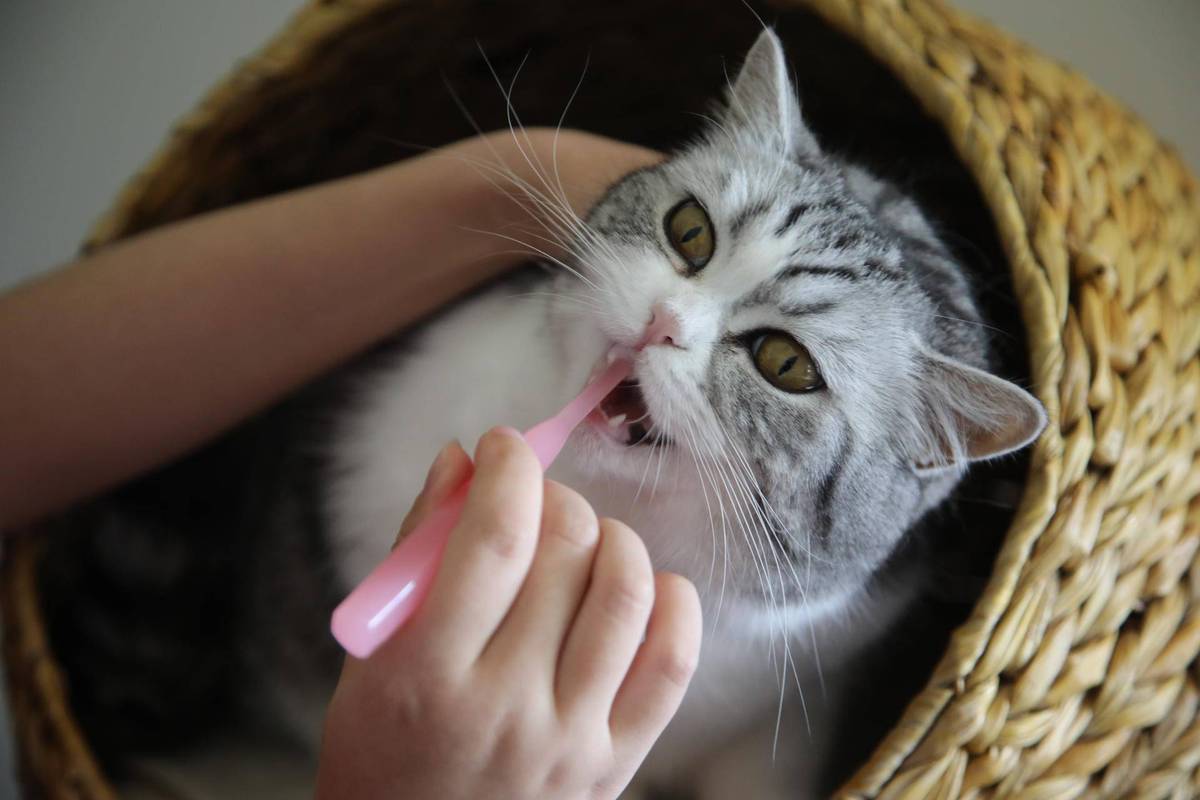 猫咪口腔清洁,猫咪口腔清洁怎么做,怎么给猫清理口腔？