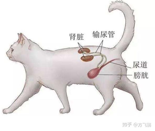 猫咪尿道堵塞,猫咪尿道堵塞最好的解决办法,公猫尿路堵塞怎么办？