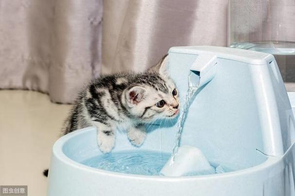 猫咪总喝水,猫咪总喝水是怎么回事,小猫超爱喝水怎么回事，还有只喂猫粮可以么？