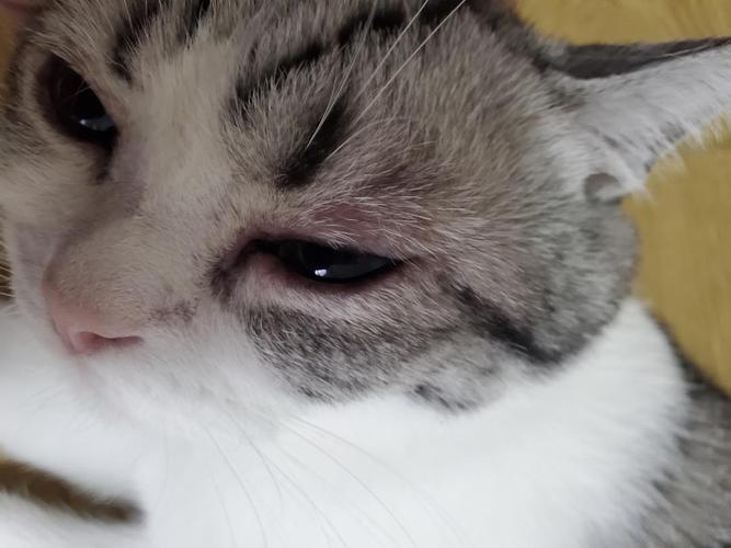猫咪麻药过敏的症状,猫咪麻药过敏的症状有哪些,为什么猫麻醉后睁着眼睛？