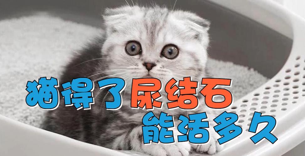 猫咪尿结石治疗费用,猫咪尿结石治疗费用大概多少,猫咪尿结石排不出尿怎么帮助排尿？