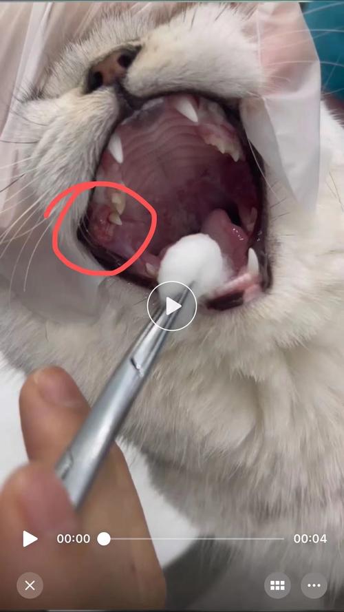 猫咪口腔炎的治疗方法,猫咪口腔炎的治疗方法有哪些,猫咪口腔溃疡怎么处理？