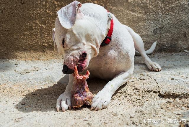 狗为什么喜欢吃骨头,狗为什么喜欢吃骨头怎么消化,为什么狗喜欢吃骨头而且躲着吃？