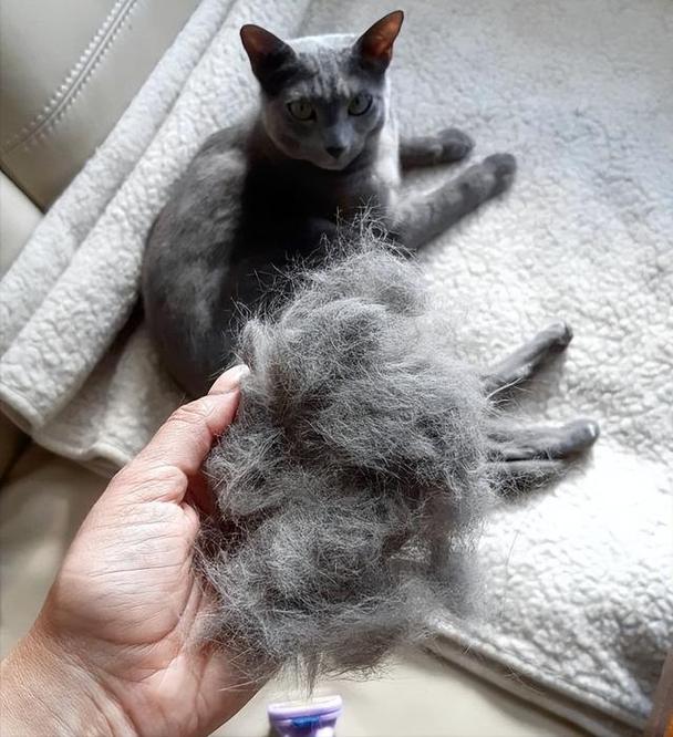 猫咪老掉毛,猫咪老掉毛怎么解决,猫容易掉毛怎么处理？