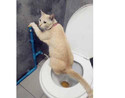 训练猫咪上厕所,怎样训练猫咪在马桶大小便,训练猫咪蹲坑上厕所？