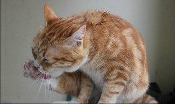 猫为什么是液体,猫为什么是液体动物,猫头上有浓水是什么症状挤一下会就出很多黄水好像是浓？