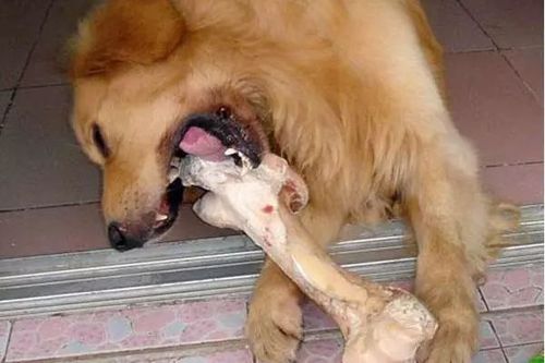 为什么狗爱吃骨头,为什么狗爱吃骨头猫爱吃鱼,狗为什么爱吃骨头？