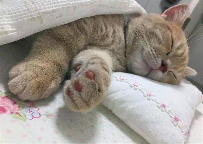 猫咪喜欢睡枕头原因,,猫舔枕头什么意思？