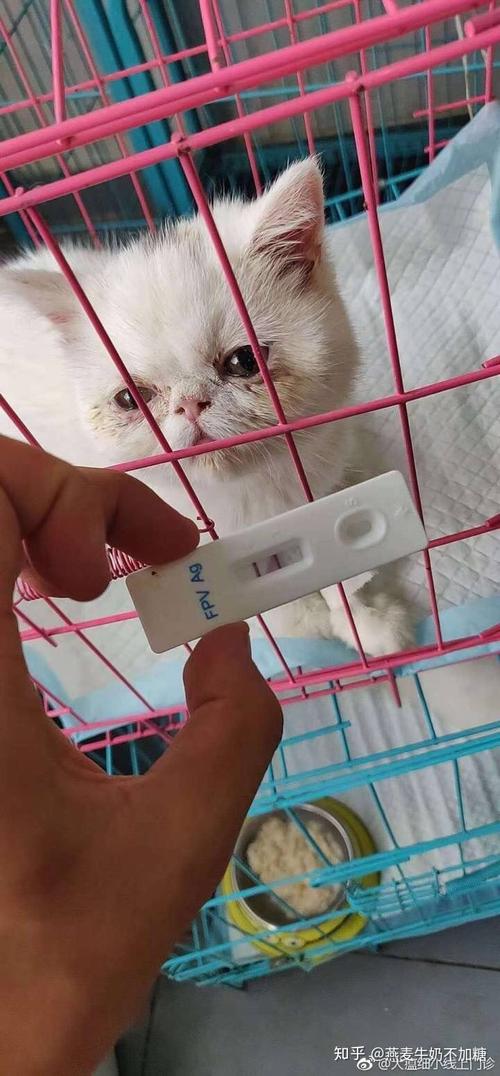 猫瘟是什么病,猫瘟是什么病毒引起的,“猫感冒”和“猫瘟”的区别是什么？