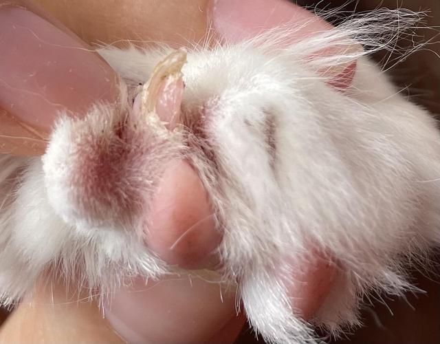 猫咪灰指甲,猫咪灰指甲是什么症状,小孢子菌是什么菌？