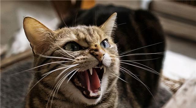 猫咪突然爱咬人,猫咪突然爱咬人怎么回事,为什么猫咪一会粘人一会咬人？