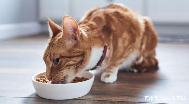 猫咪消瘦的原因分析,怎么让猫咪胃口大开,猫咪越来越瘦是什么原因？