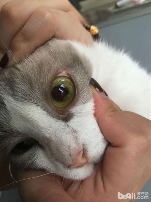 猫咪眼球突出,猫咪眼球突出能自愈吗,小猫眼睛有点凸出是为什么？