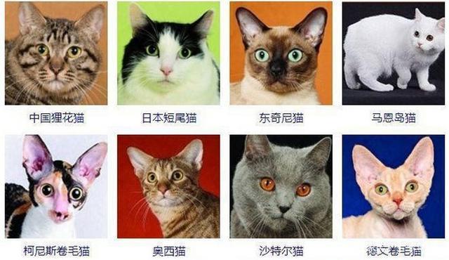 猫咪品种图片大全,猫咪品种图片大全大图,好养的猫品种排行榜？