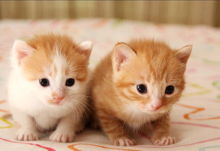 猫咪多大生小猫比较好,猫咪多大生小猫比较好养,小猫多大可以生育？