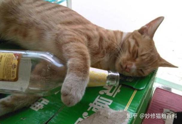 酒精对猫咪有毒吗,酒精对猫咪有毒吗会死吗,猫咪住的地方可以喷酒精吗？