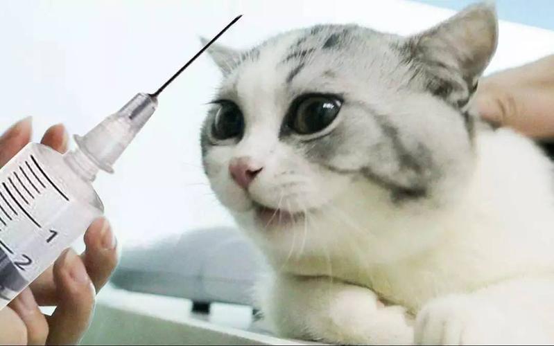 猫猫什么时候打疫苗,猫猫什么时候打疫苗最好,猫咪多大能打疫苗？