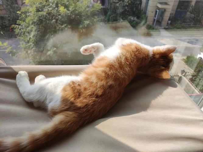 为什么猫喜欢晒太阳,为什么猫喜欢晒太阳狗不喜欢,为什么猫不怕太阳晒？