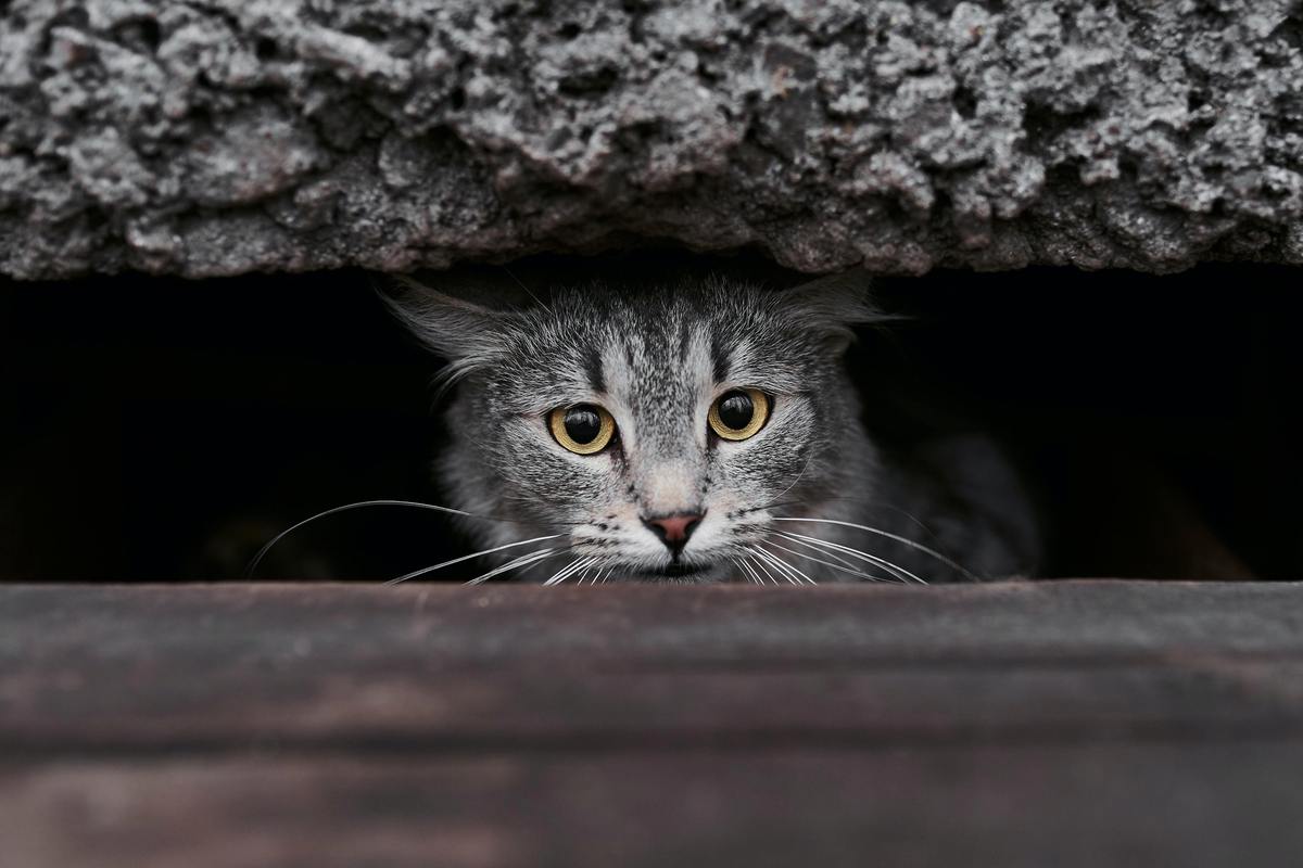 猫为什么喜欢躲起来,小奶猫为什么喜欢躲起来,猫咪躲起来是什么意思？