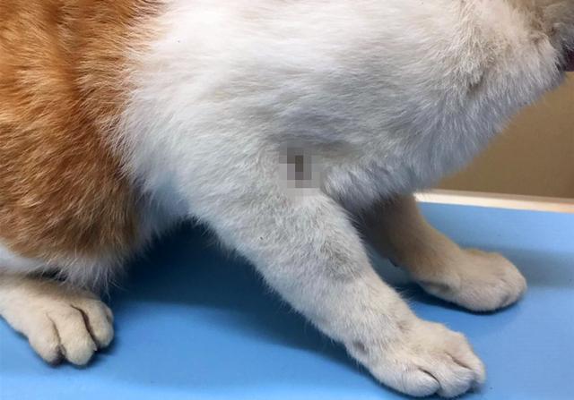 猫咪骨折症状,猫咪骨折症状有哪些,猫咪后腿脱臼的表现？